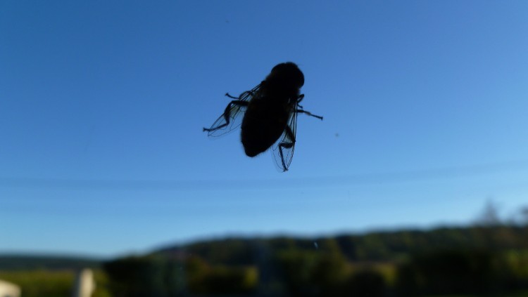 Fonds d'cran Animaux Insectes - Mouches Ho la belle mouche !