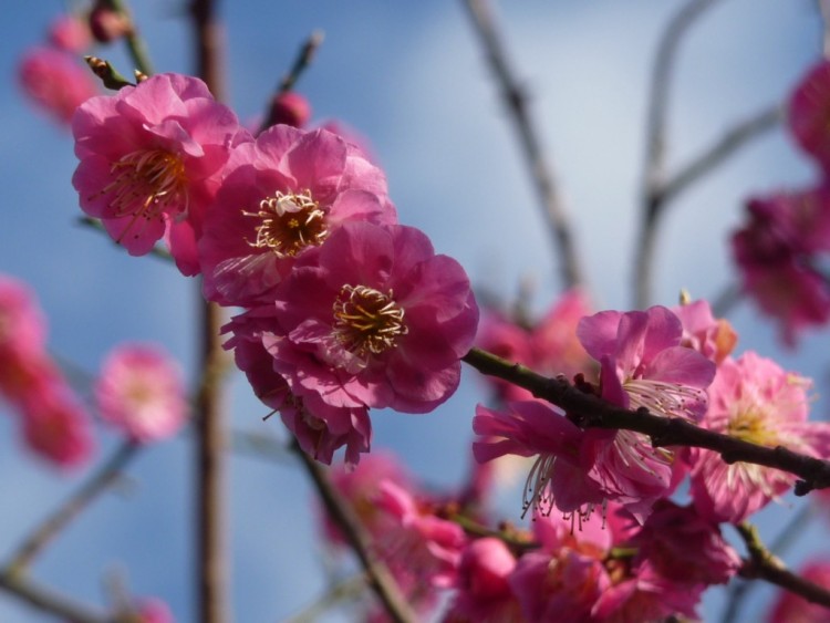 Wallpapers Nature Flowers comme une abeille 