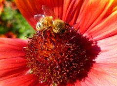 Fonds d'cran Animaux Abeille qui butine.