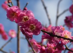 Fonds d'cran Nature comme une abeille 