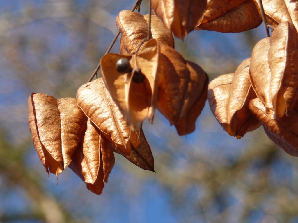 Fonds d'cran Nature Feuilles - Feuillages comme du bon pain