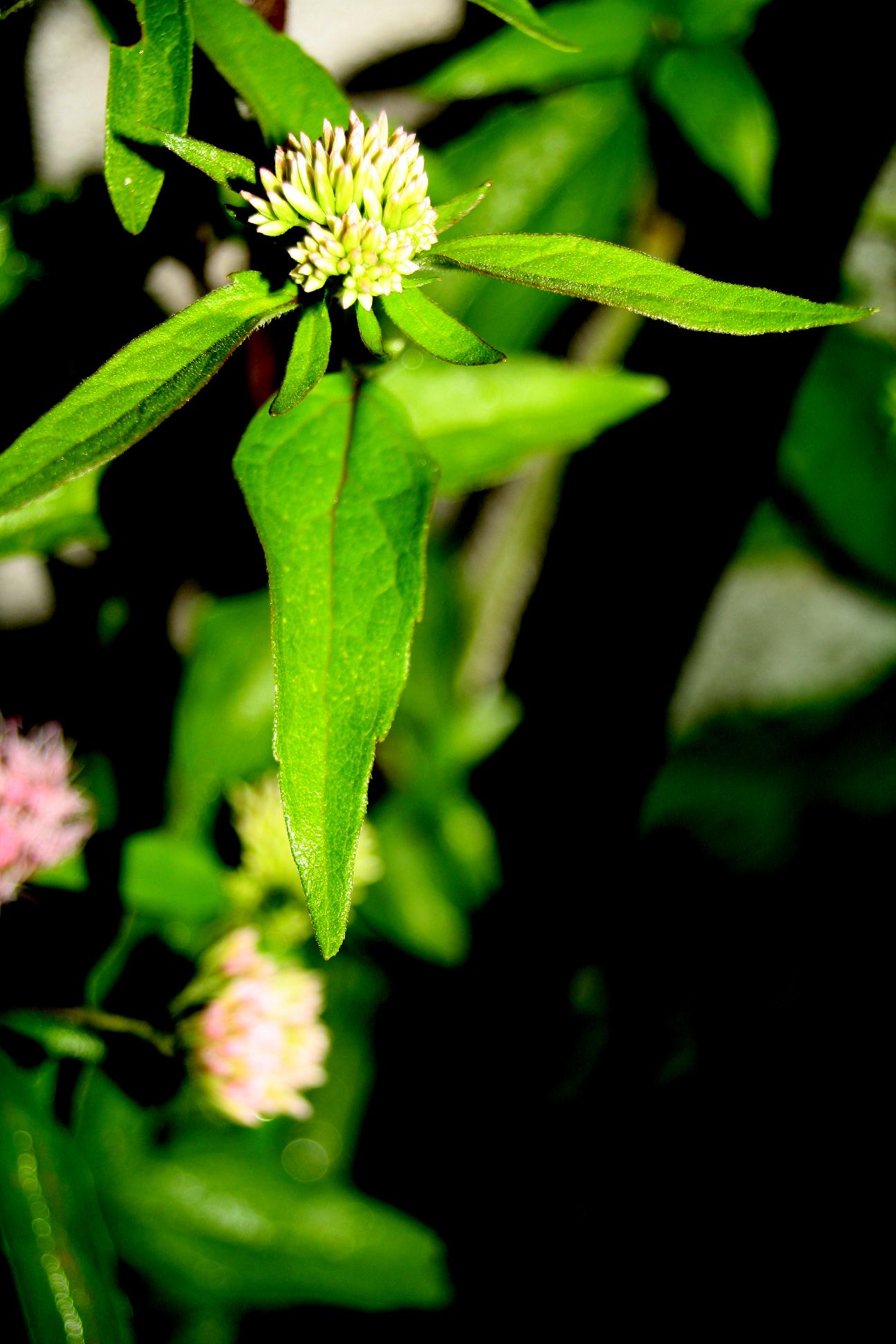 Wallpapers Nature Leaves - Foliage 