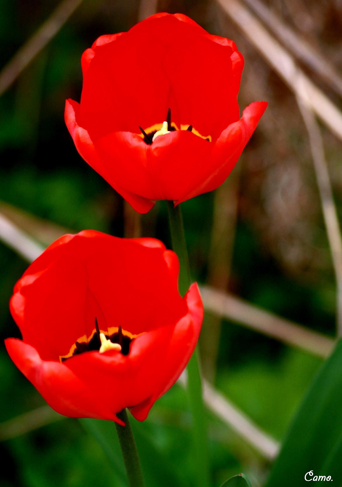 Fonds d'cran Nature Fleurs 