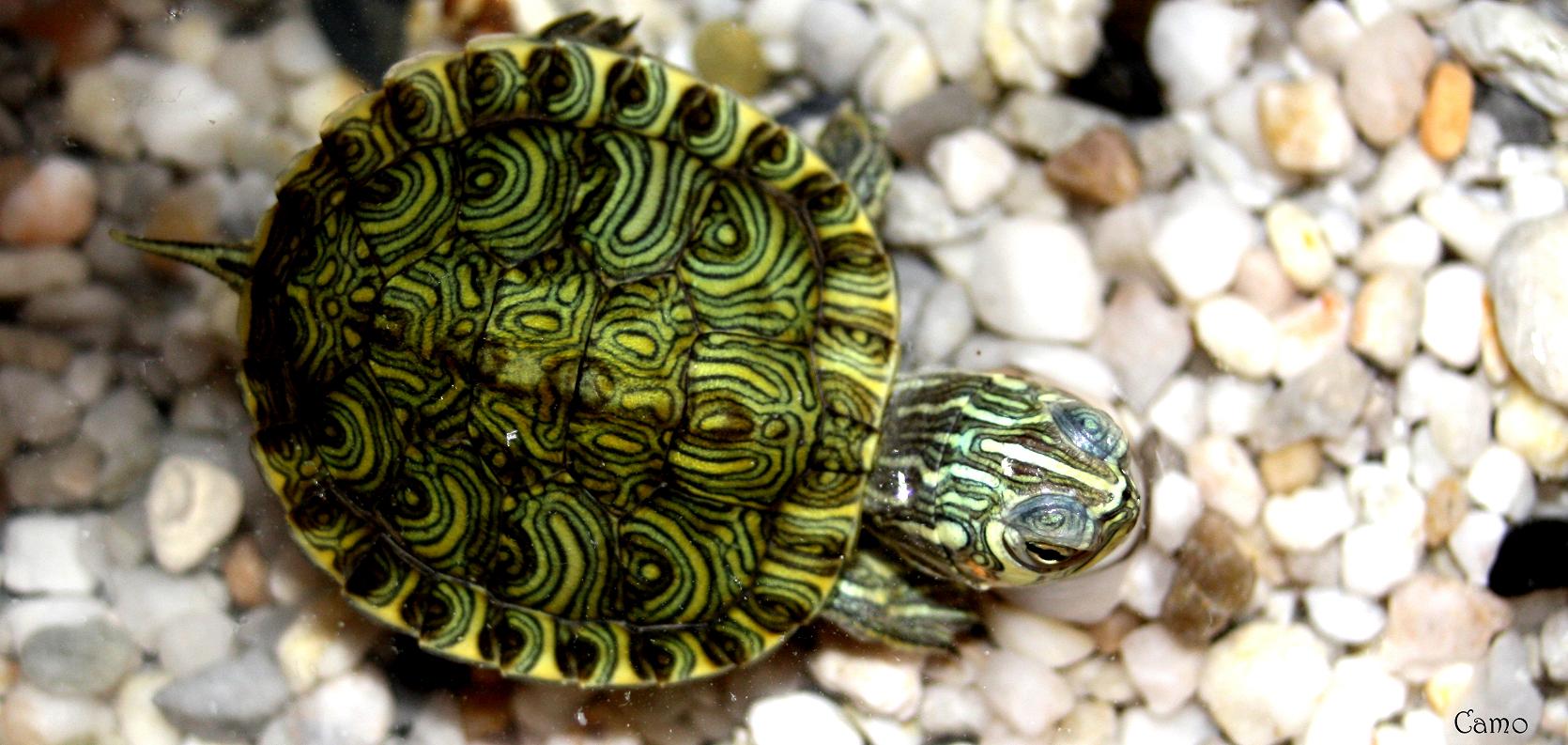 Fonds d'cran Animaux Tortues 