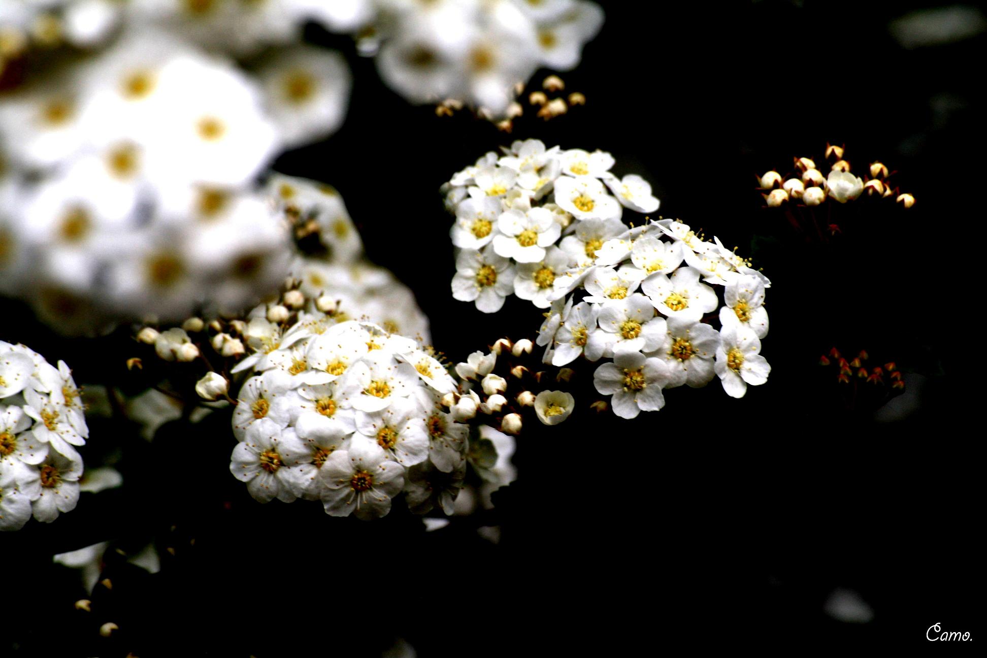 Fonds d'cran Nature Fleurs 