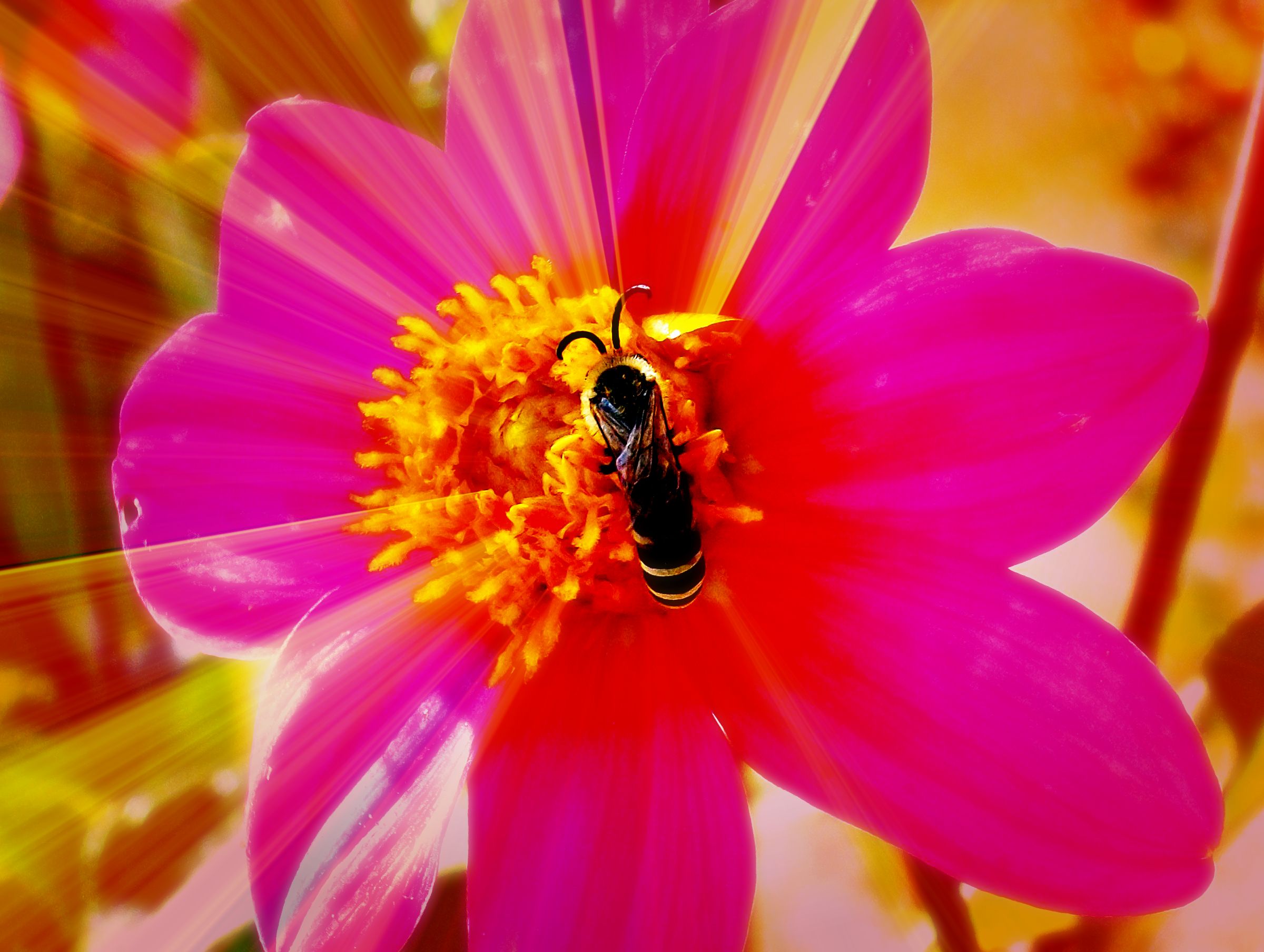 Fonds d'cran Animaux Insectes - Abeilles Gupes ... 