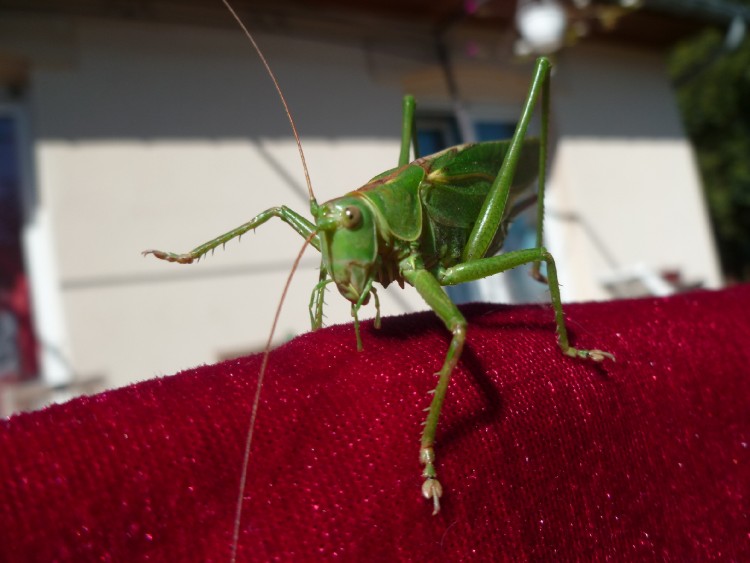 Fonds d'cran Animaux Insectes - Sauterelles et Criquets Sauterelle