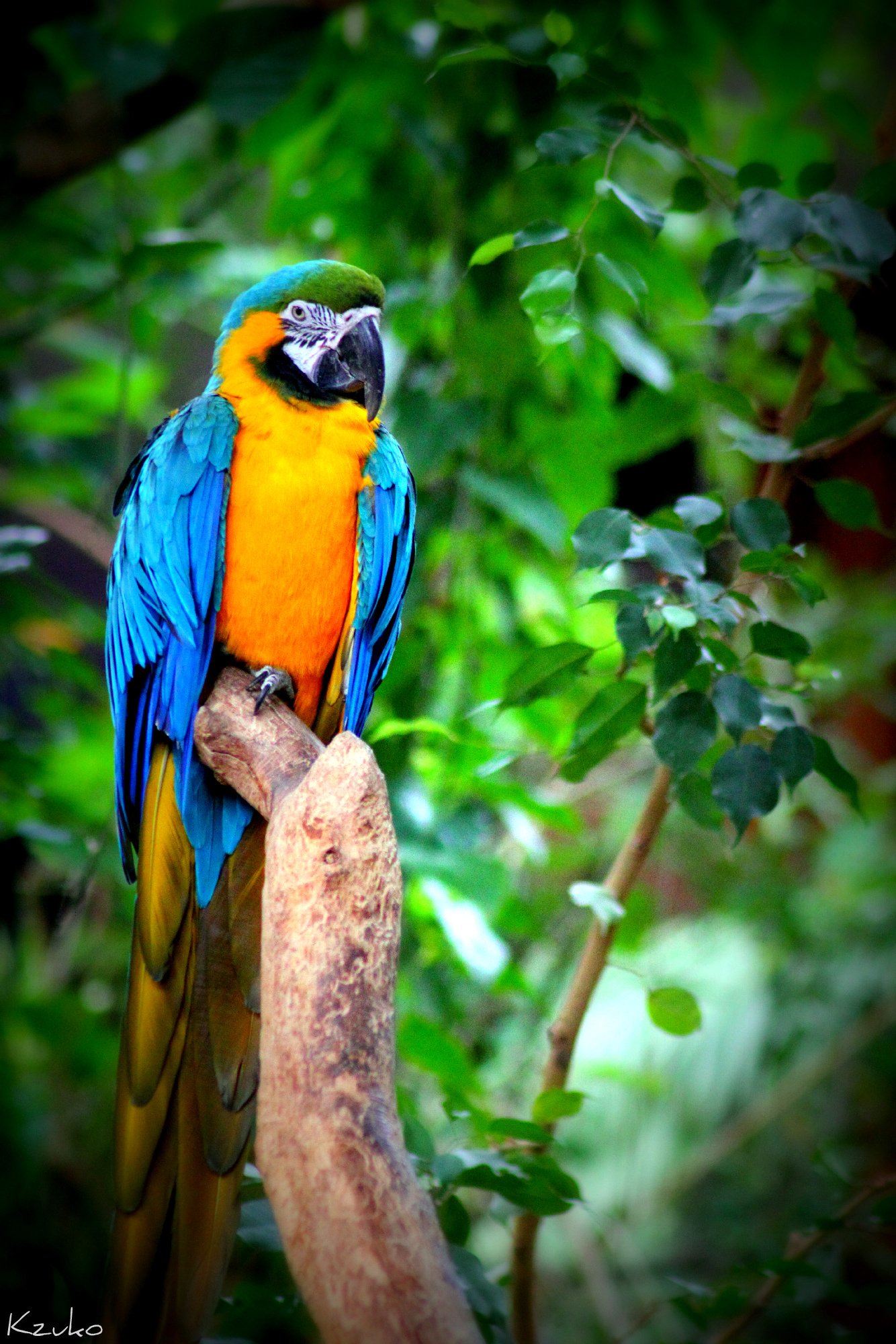 Wallpapers Animals Birds - Parrots 