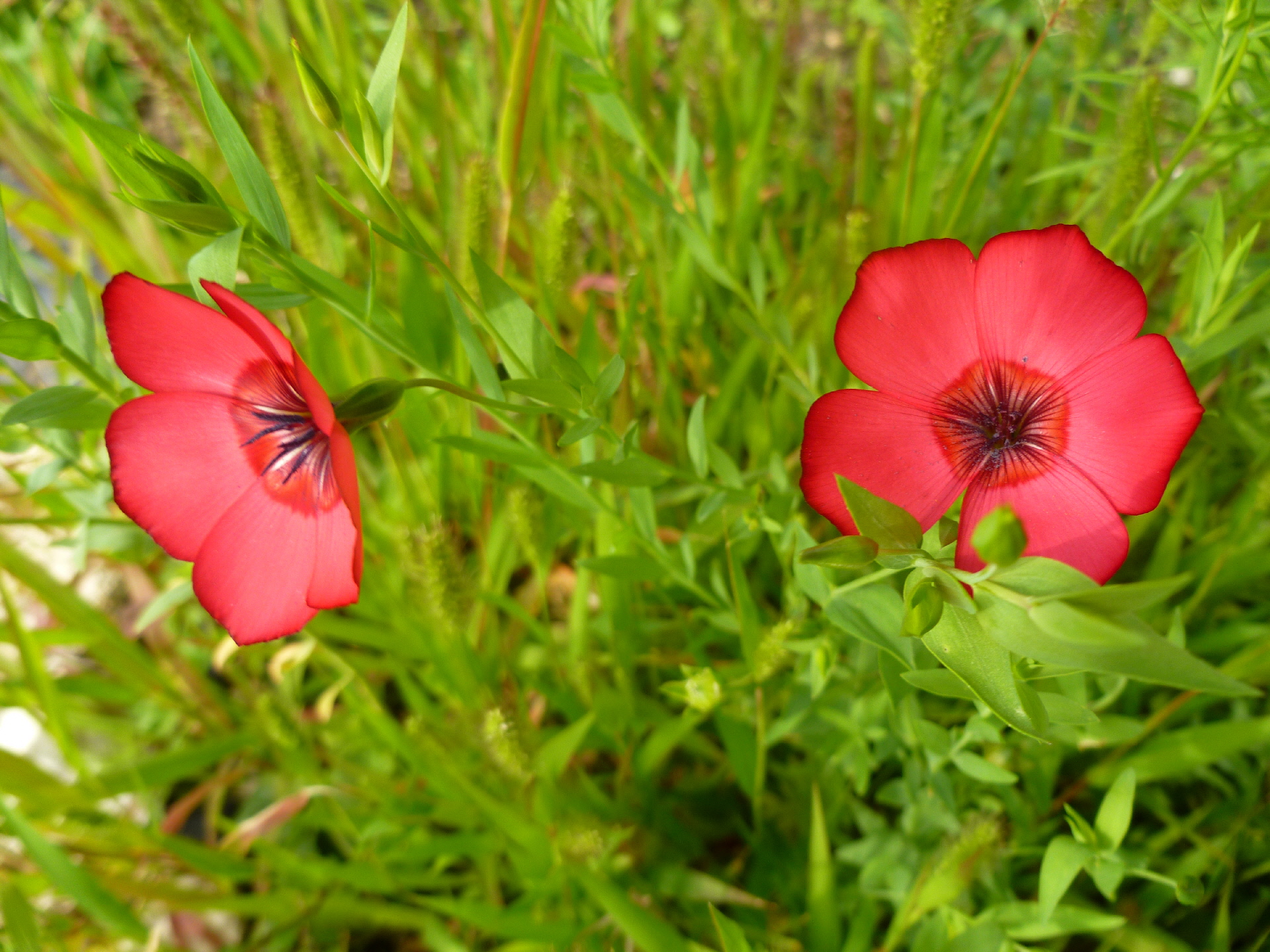 Fonds d'cran Nature Fleurs 