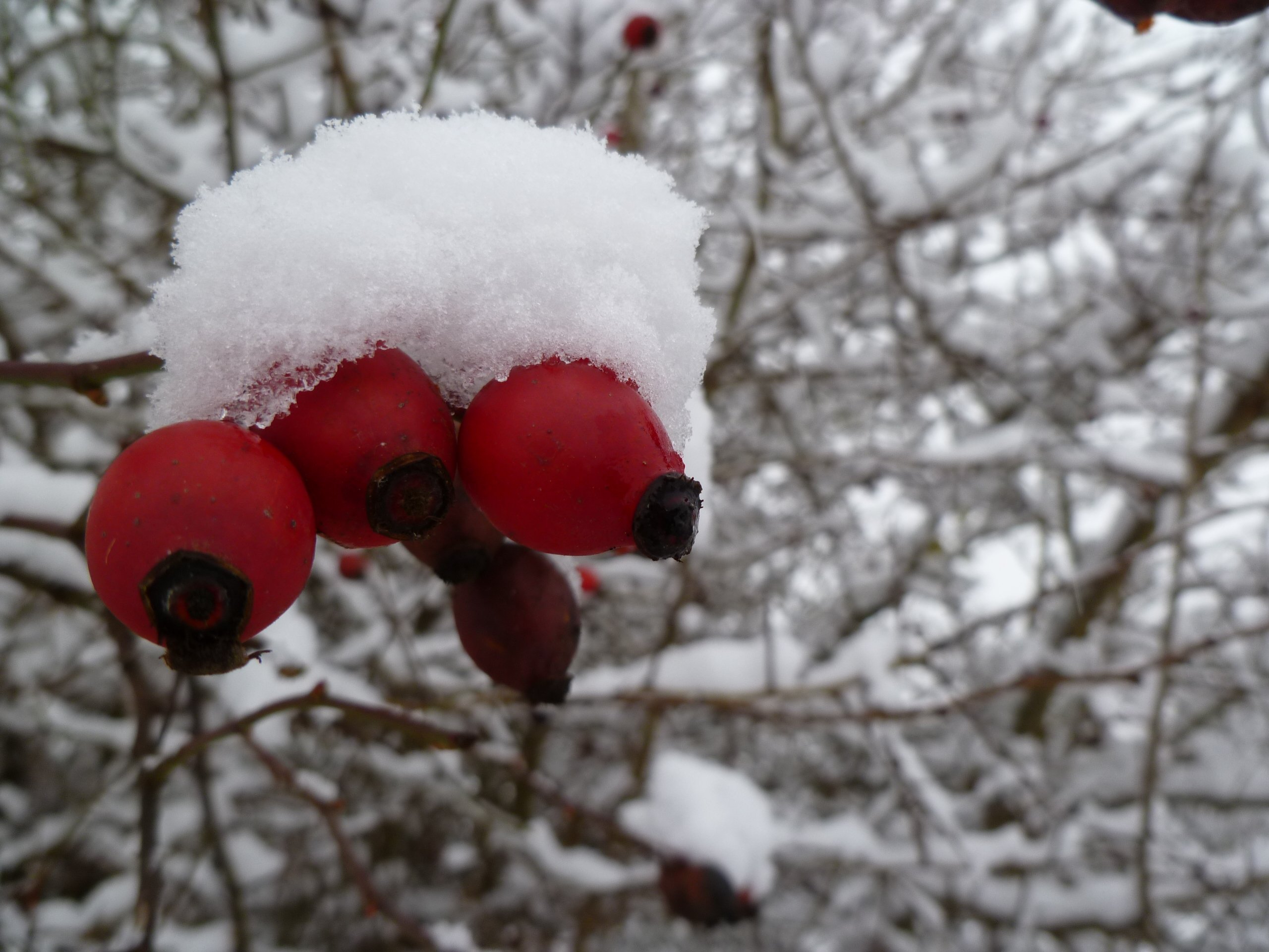 Wallpapers Nature Fruits 