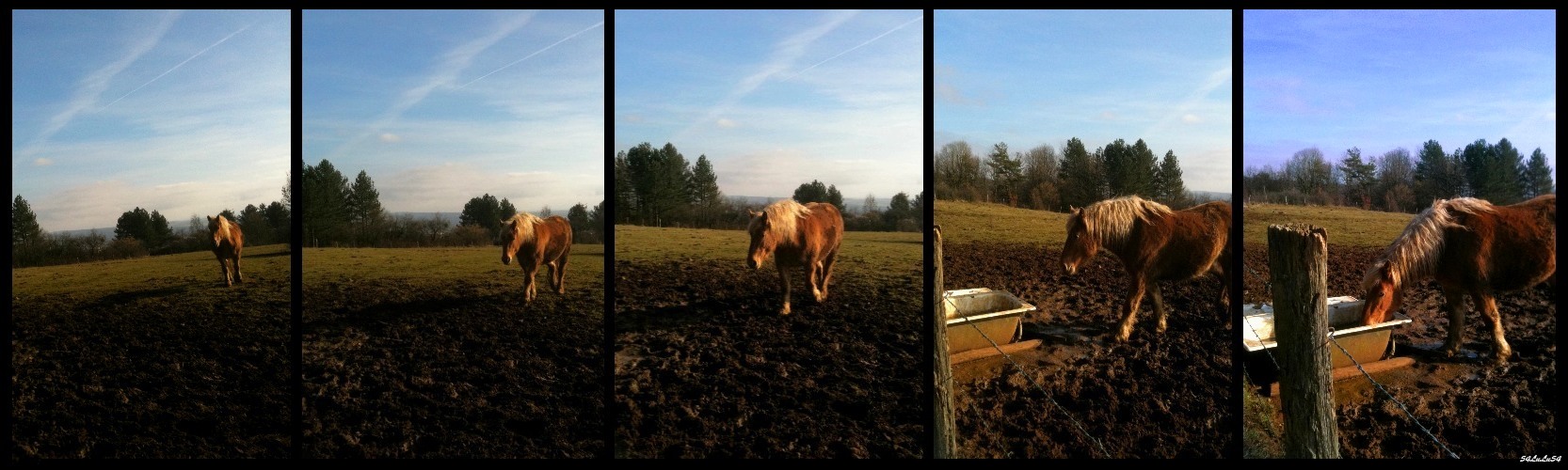 Fonds d'cran Animaux Chevaux les etapes pour boire un peu coup tranquille ! ^^