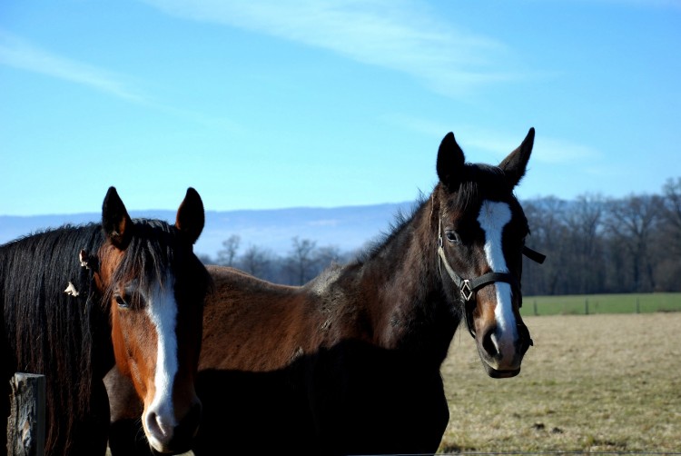 Wallpapers Animals Horses mere et fils