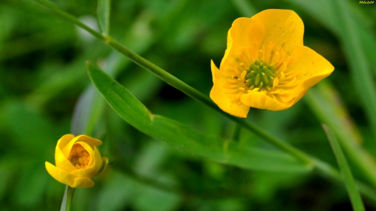 Wallpapers Nature Flowers MAMAN FLEUR ET SA FILLE ...  ^^