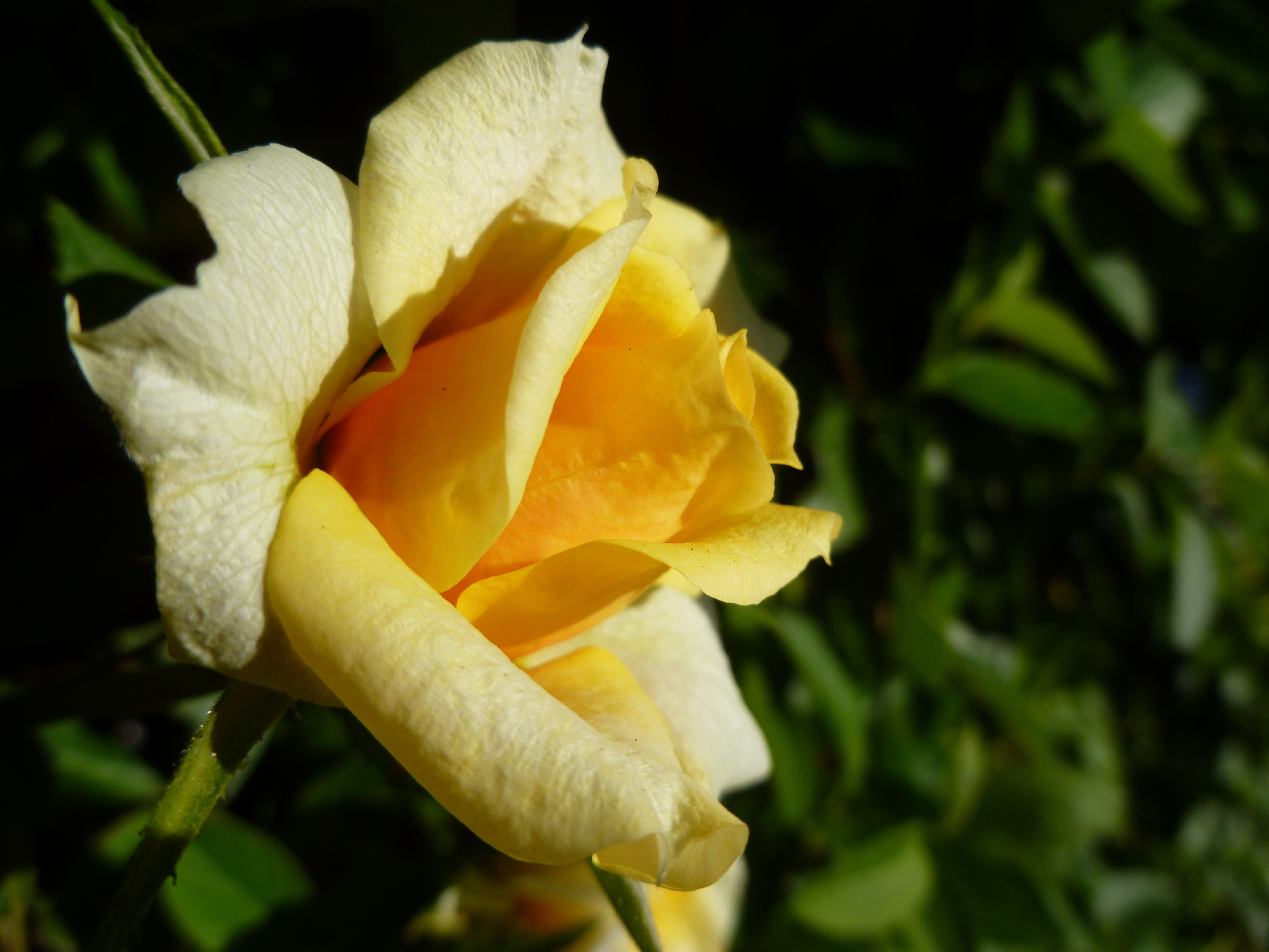 Fonds d'cran Nature Fleurs Rose jaune