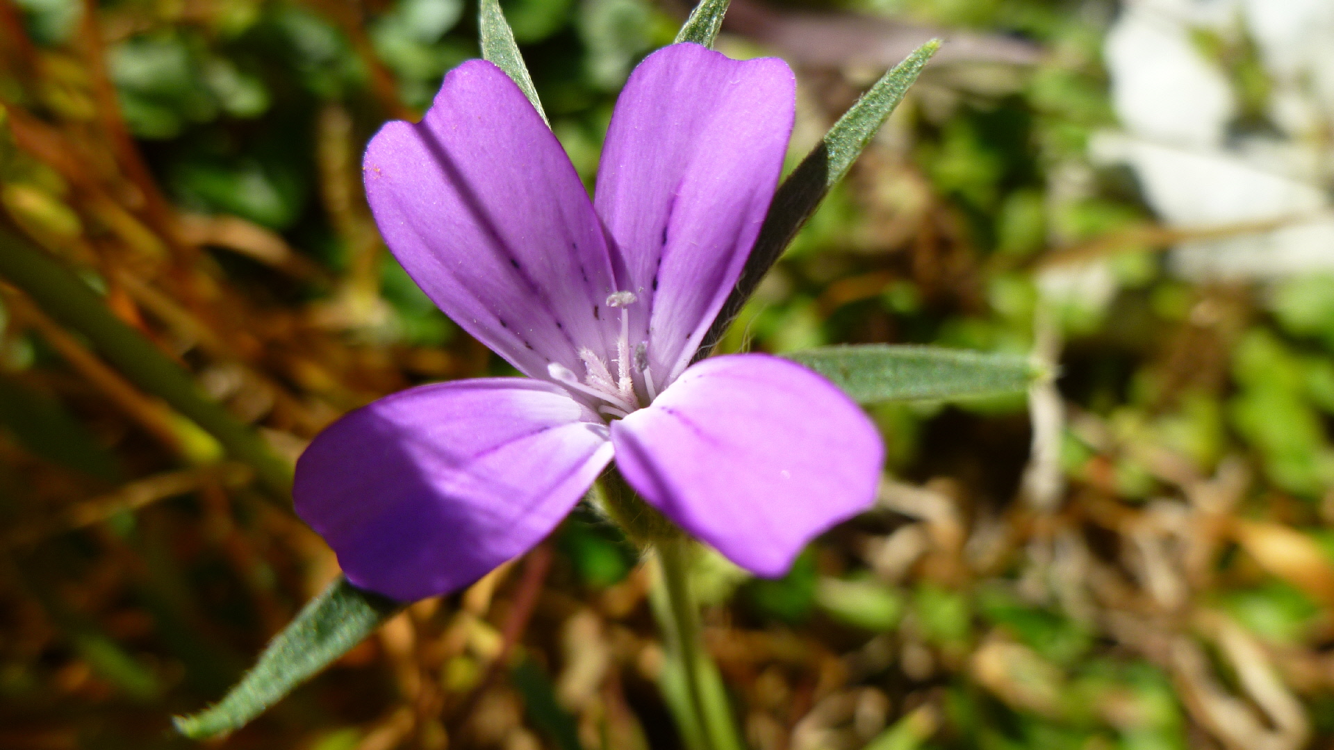 Wallpapers Nature Flowers 