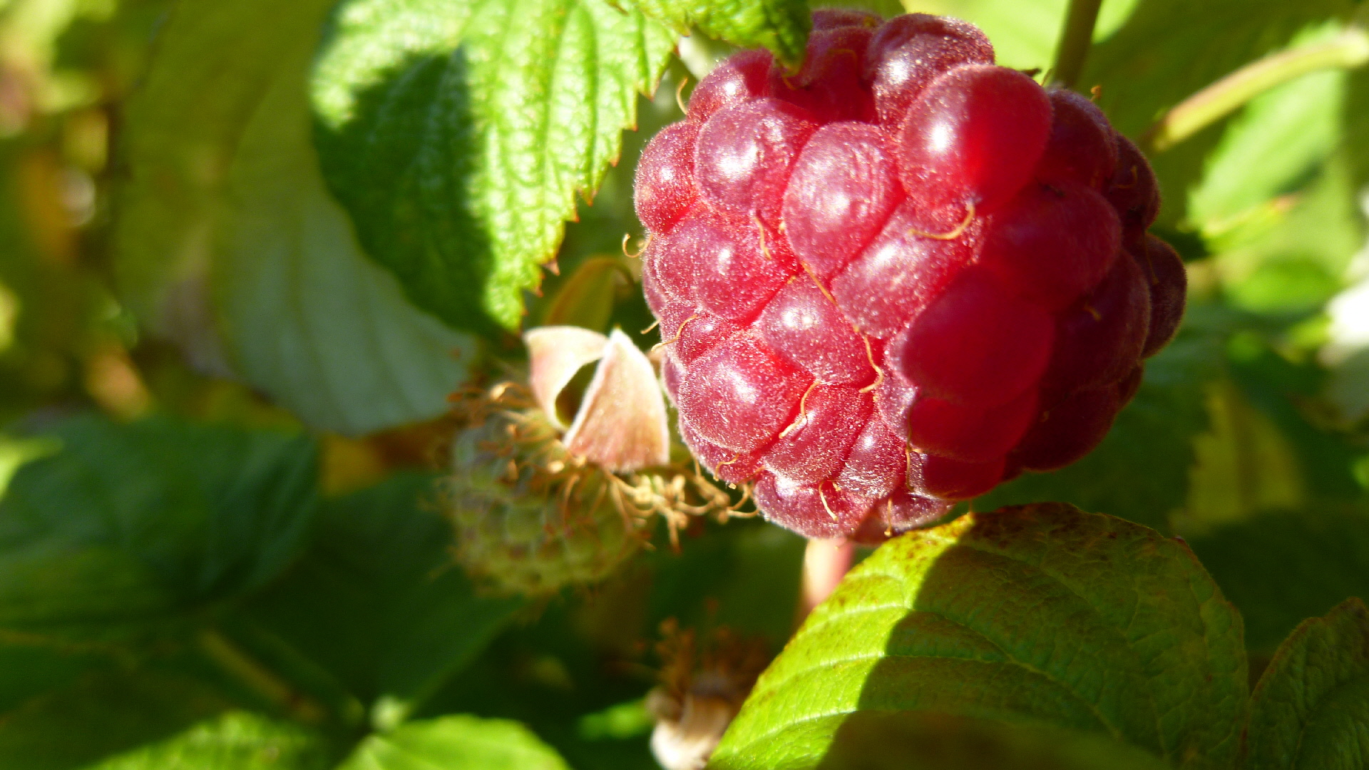 Wallpapers Nature Fruits Framboise