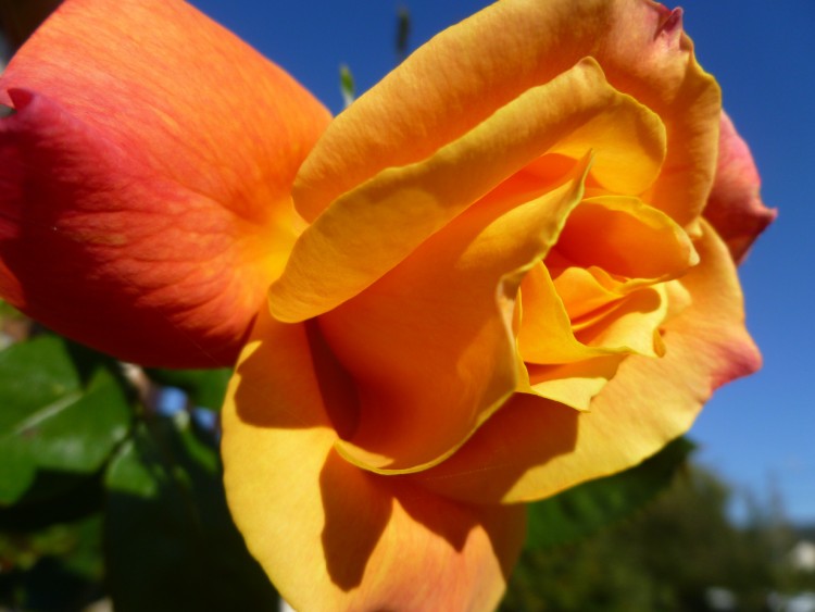 Wallpapers Nature Flowers Rose orange