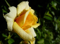 Fonds d'cran Nature Rose jaune