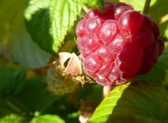 Fonds d'cran Nature Framboise