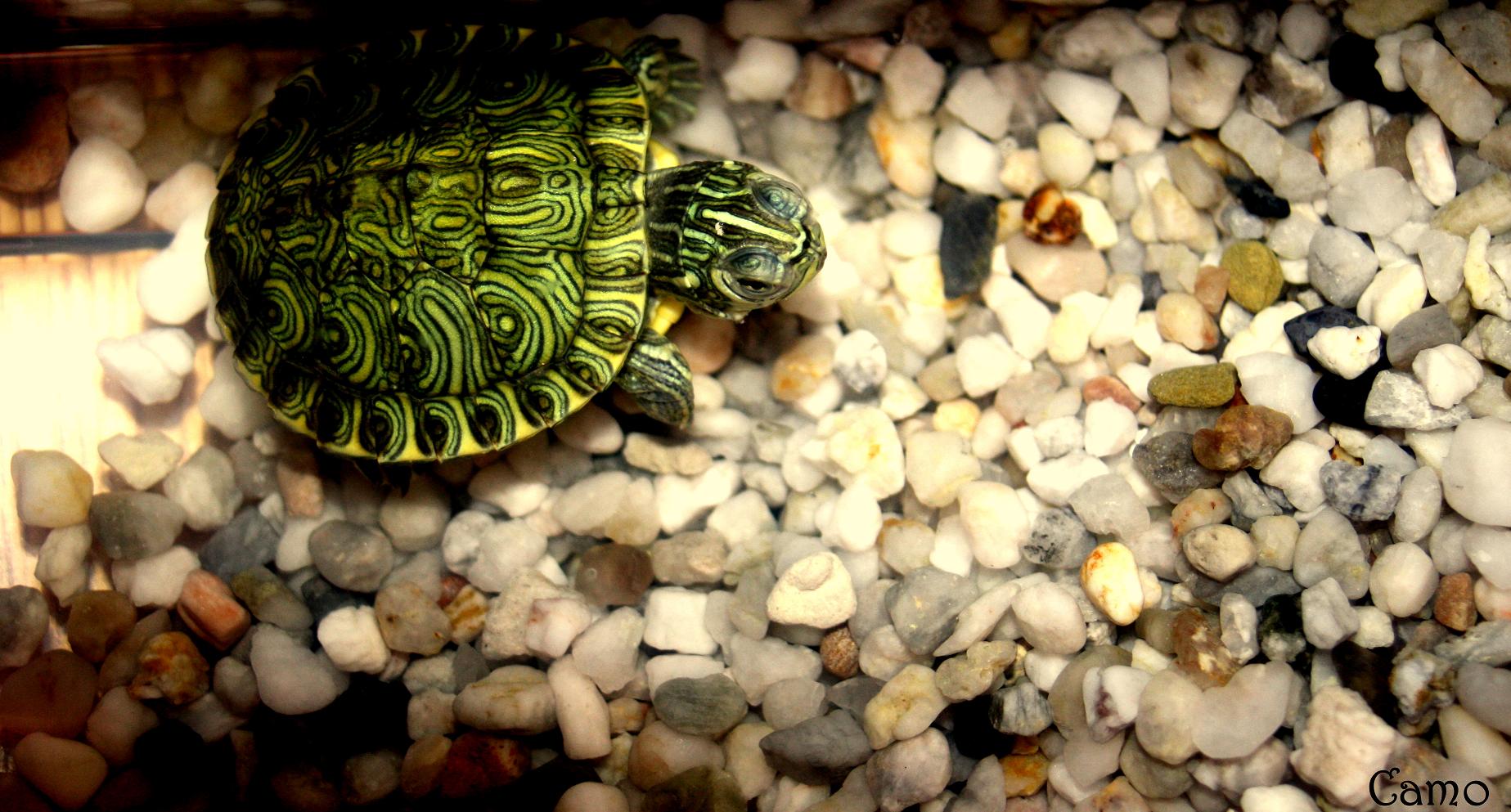 Fonds d'cran Animaux Tortues 