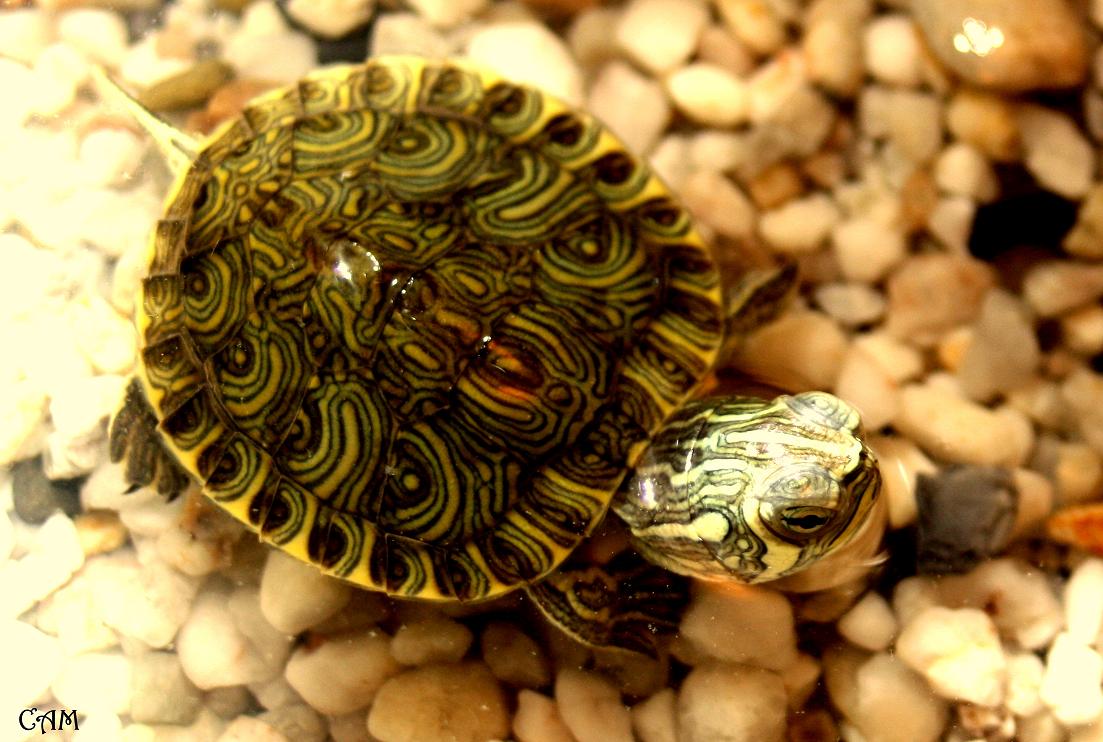 Wallpapers Animals Turtles 