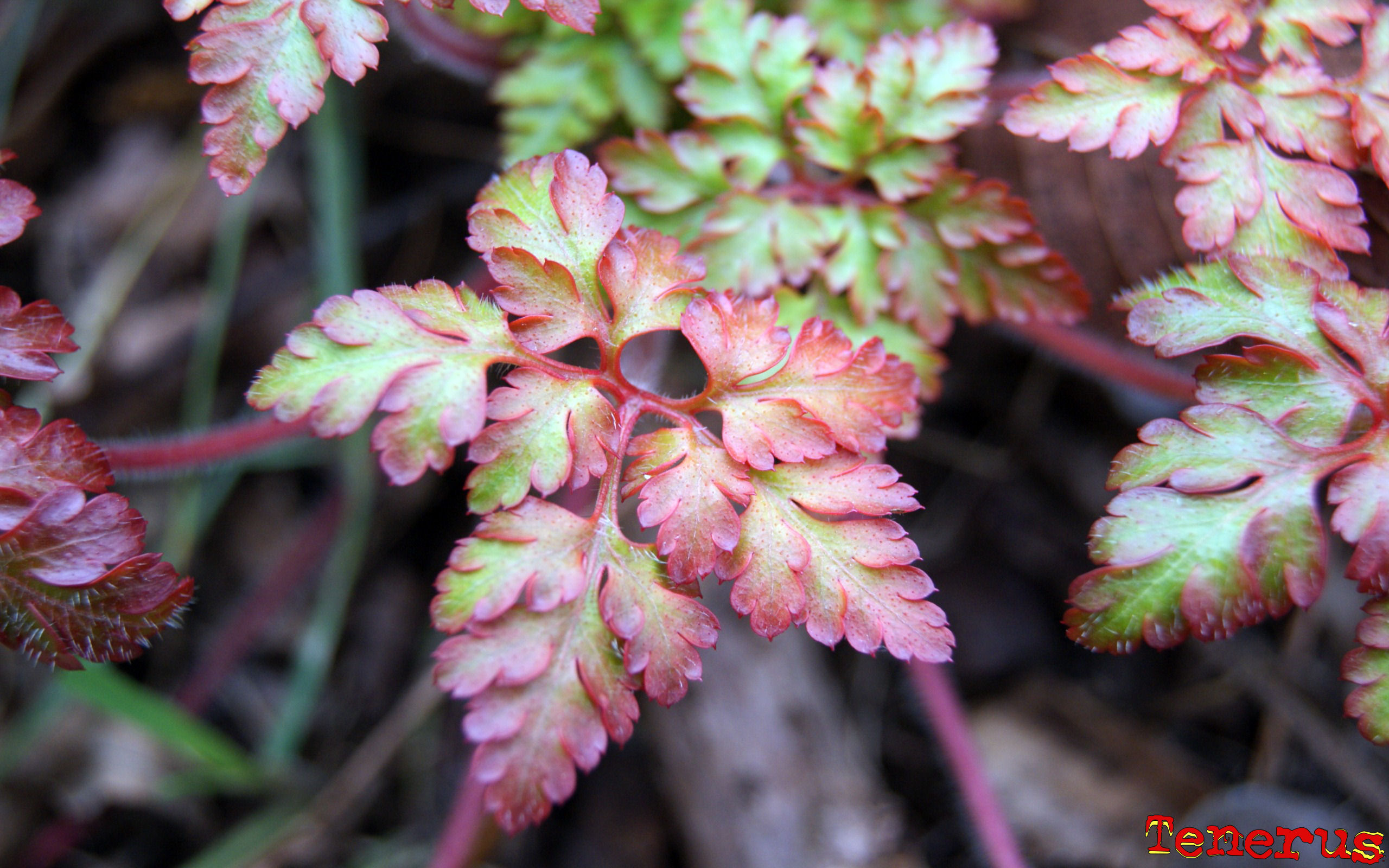 Wallpapers Nature Leaves - Foliage 