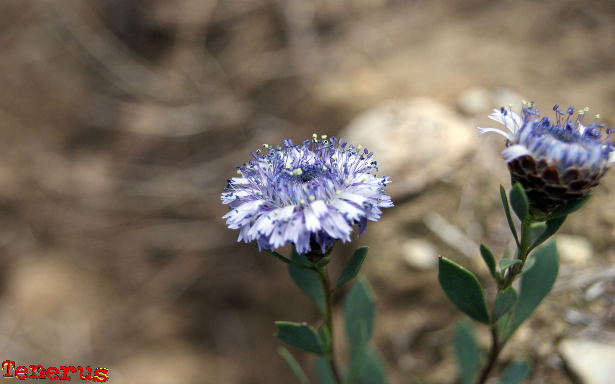 Fonds d'cran Nature Fleurs Fleurs