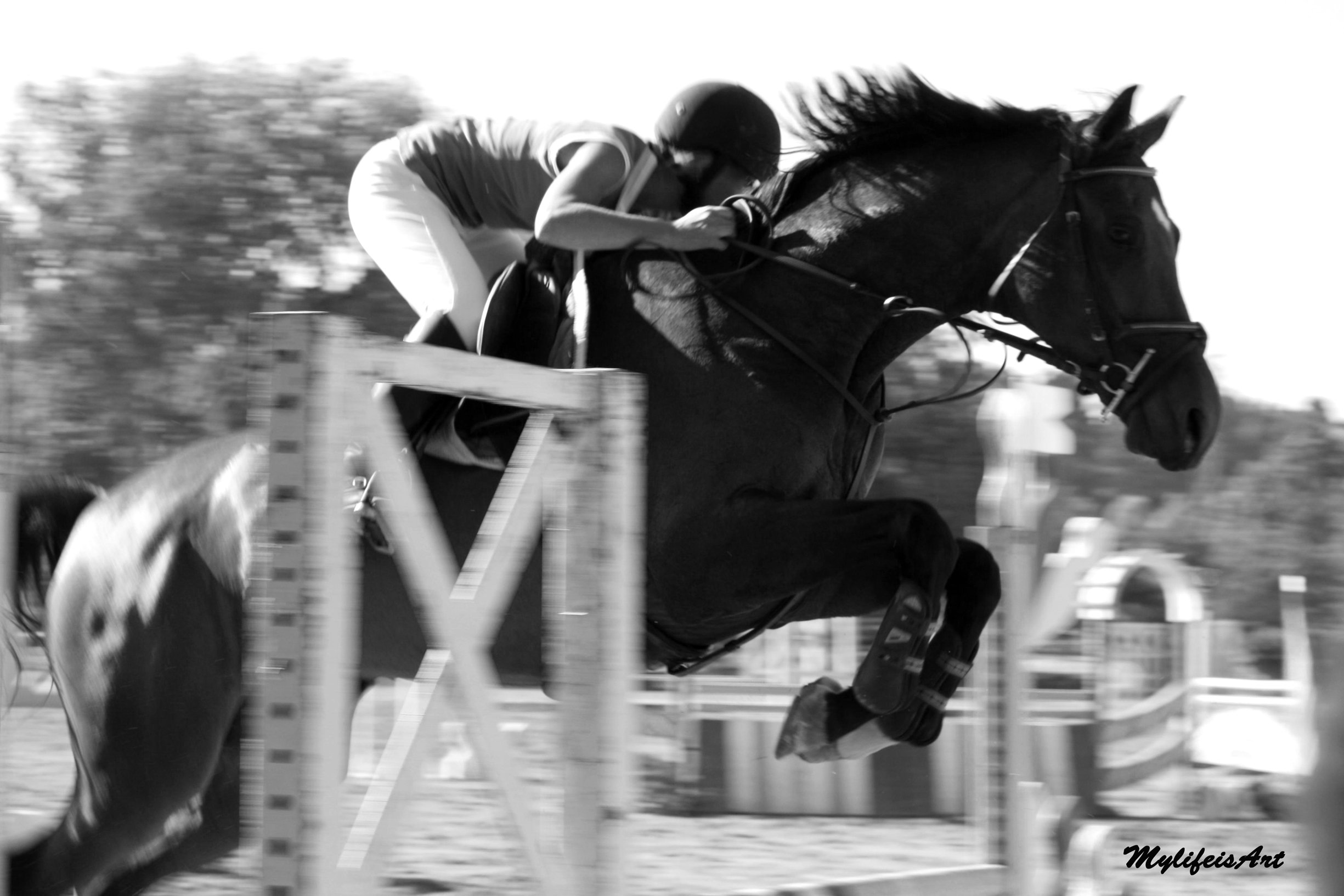 Fonds d'cran Animaux Chevaux Course chevaux