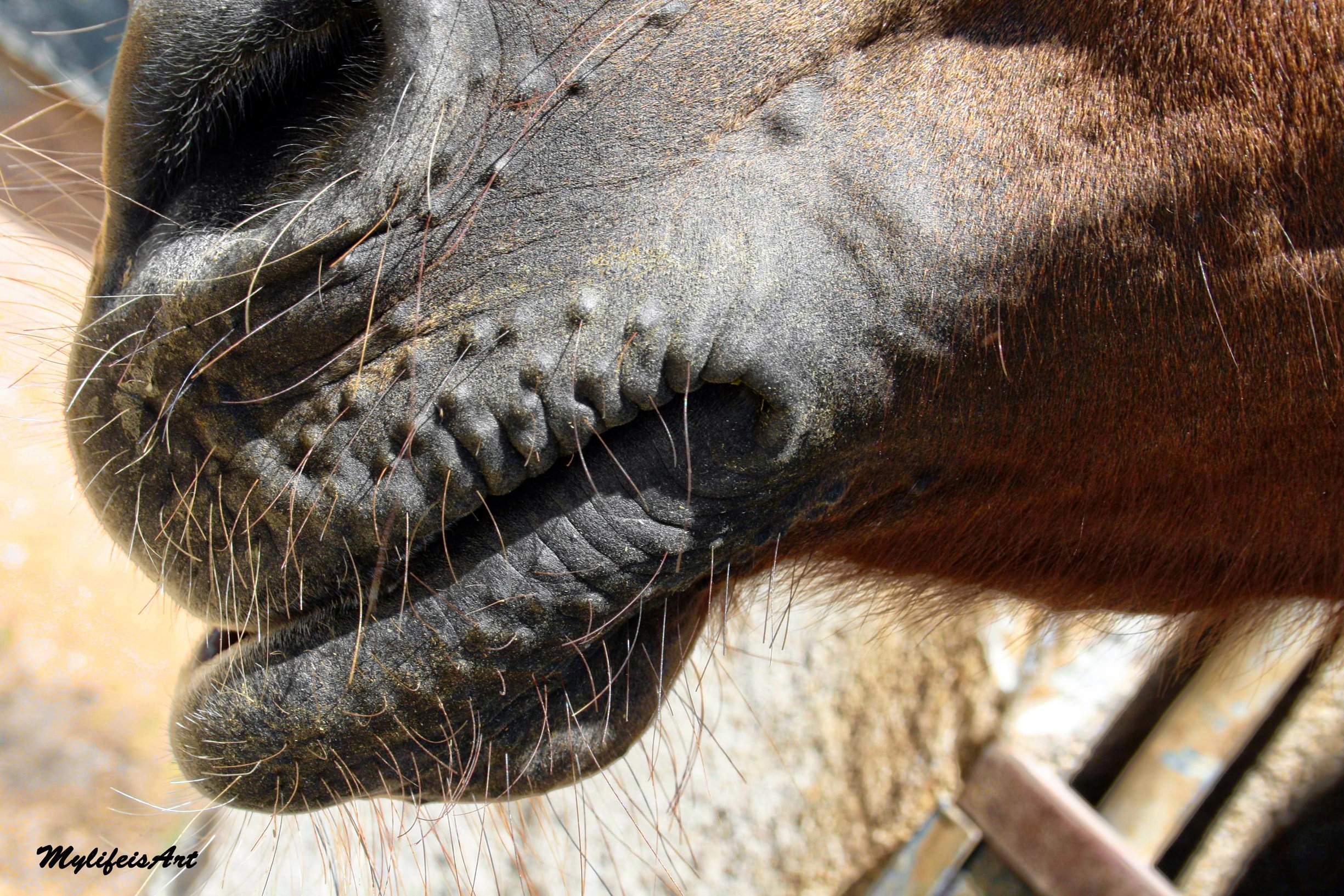 Fonds d'cran Animaux Chevaux Chevaux  museau