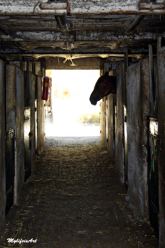 Fonds d'cran Animaux Chevaux chevaux