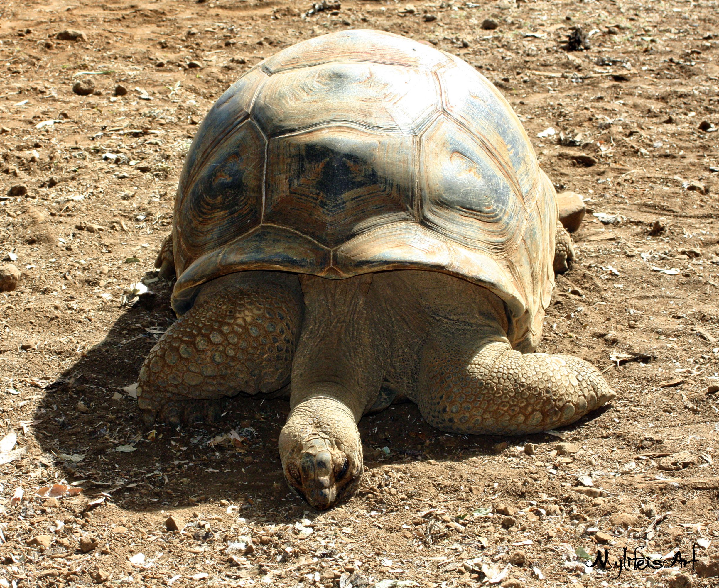 Wallpapers Animals Turtles Tortue gante Aldabra