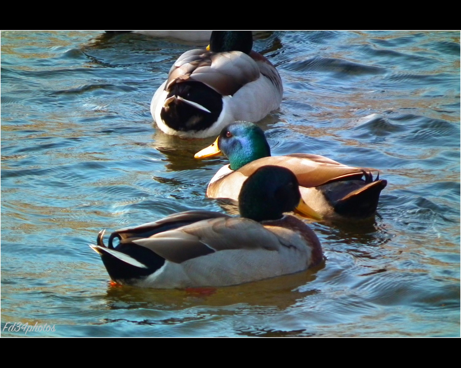 Fonds d'cran Animaux Oiseaux - Canards Ballade sur la riviere..