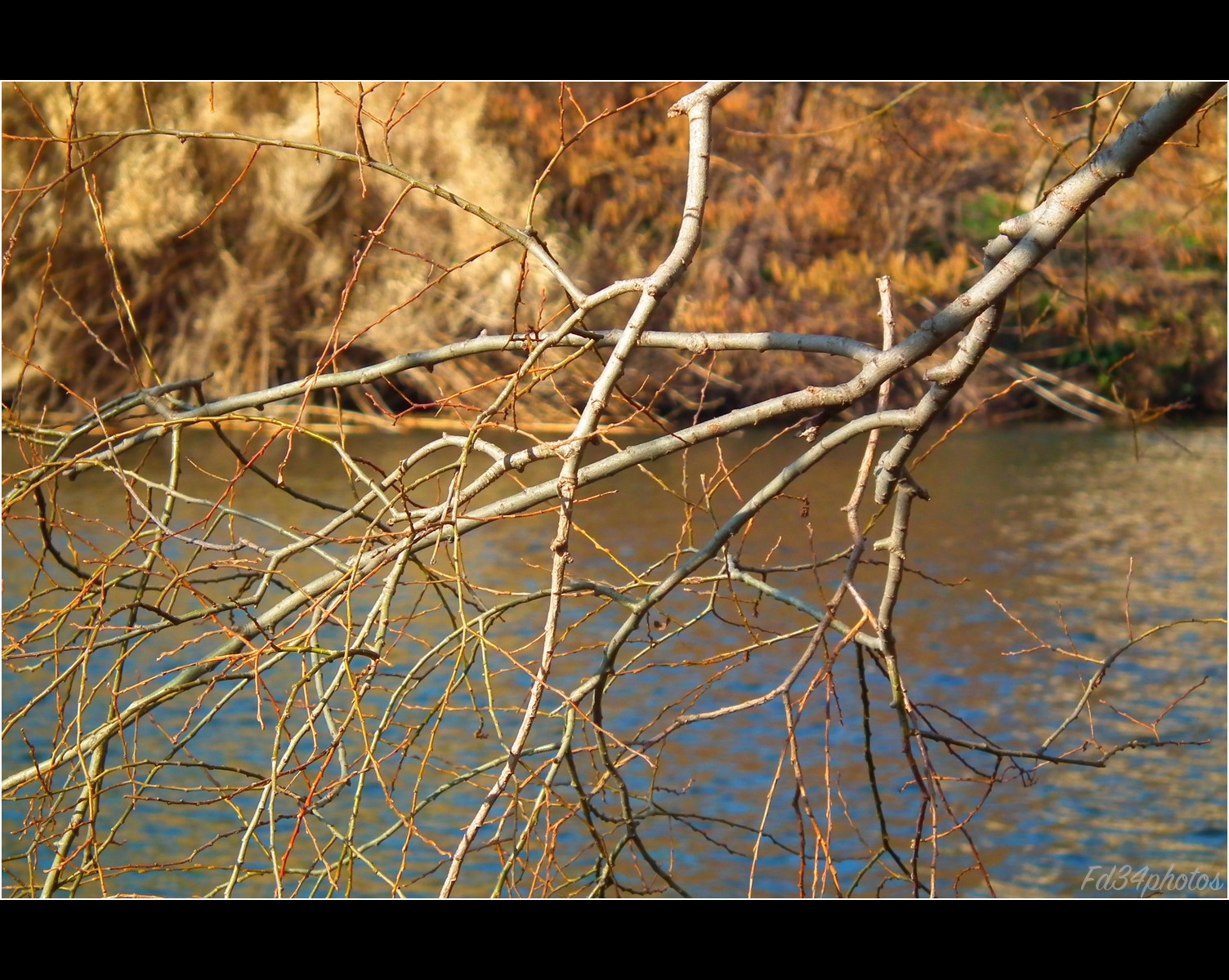 Fonds d'cran Nature Arbres - Forts 