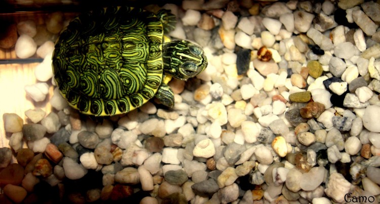 Fonds d'cran Animaux Tortues Wallpaper N275741