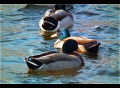 Fonds d'cran Animaux Ballade sur la riviere..