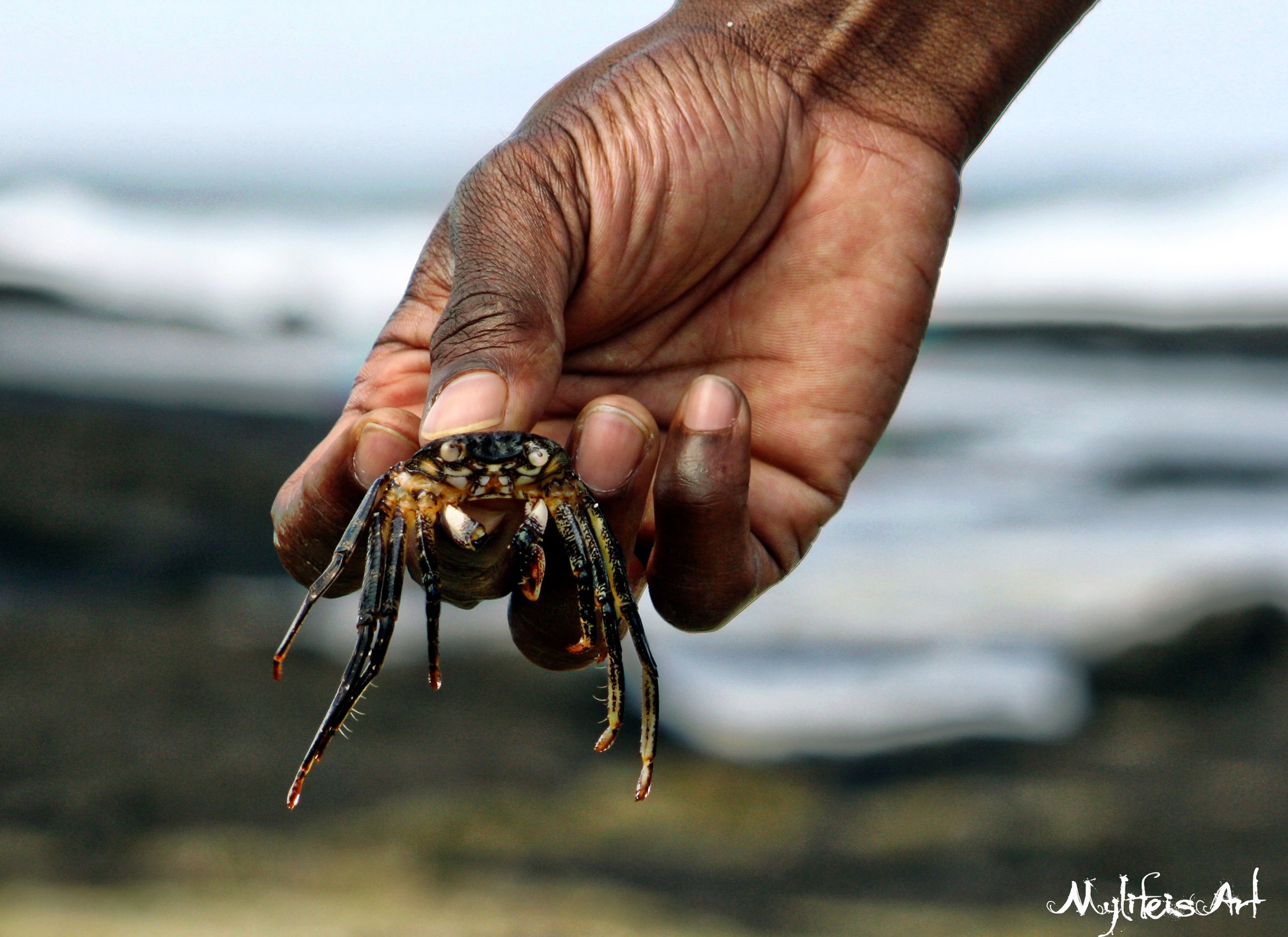 Wallpapers Animals Sealife - Fishes Crabe de l'ile Maurice