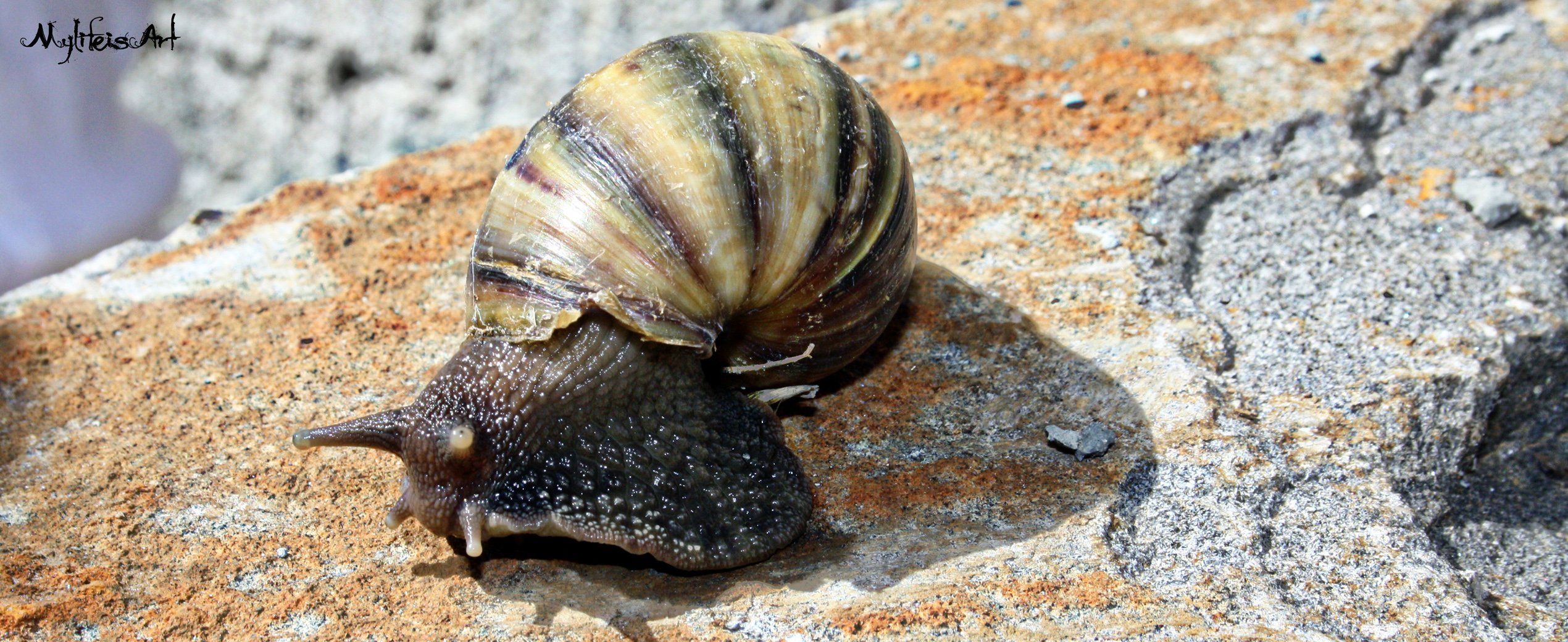 Wallpapers Animals Snails - Slugs Escargot mauricien!