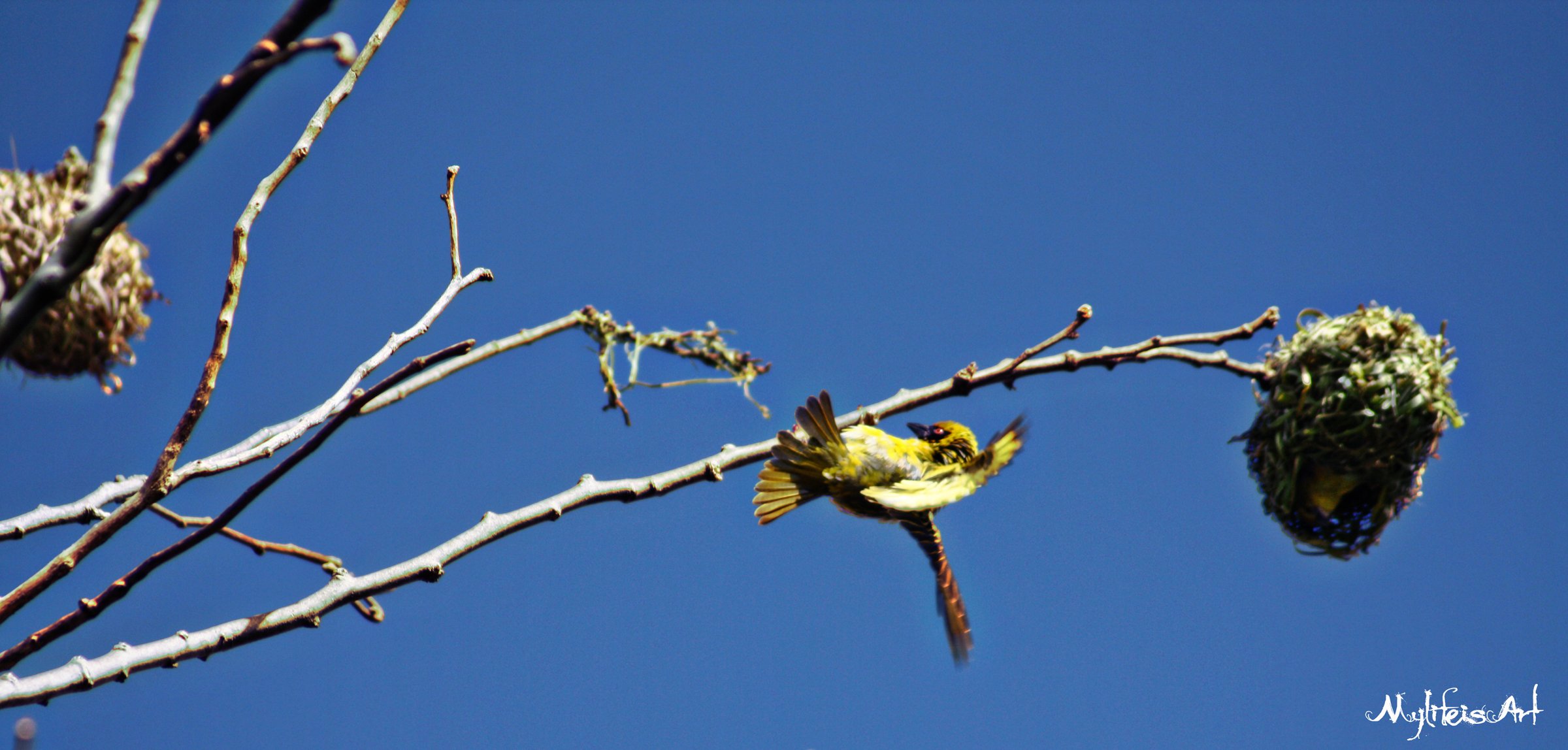 Wallpapers Animals Birds - Misc Tisserin gendarme