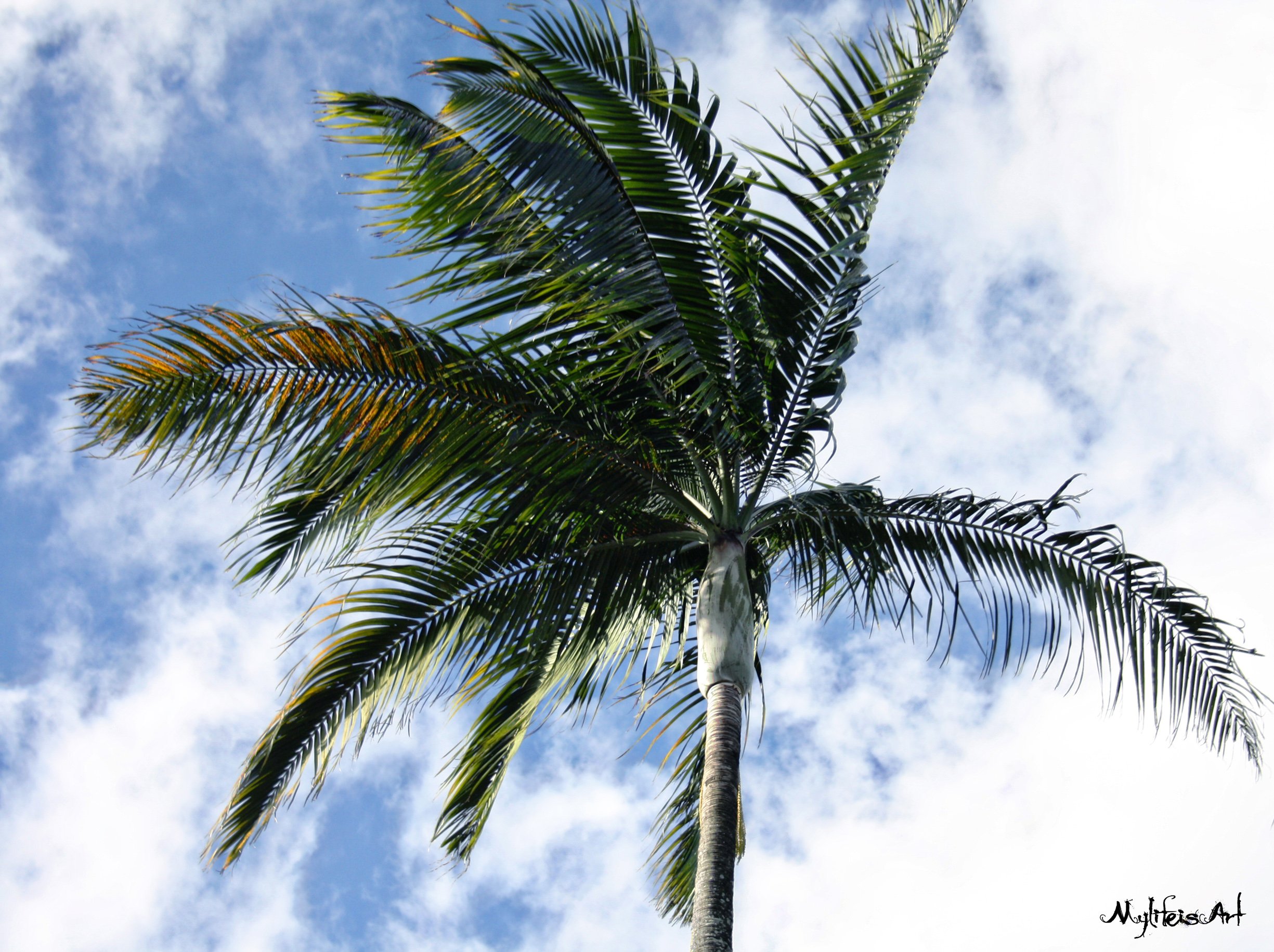 Fonds d'cran Nature Arbres - Forts Palmier 