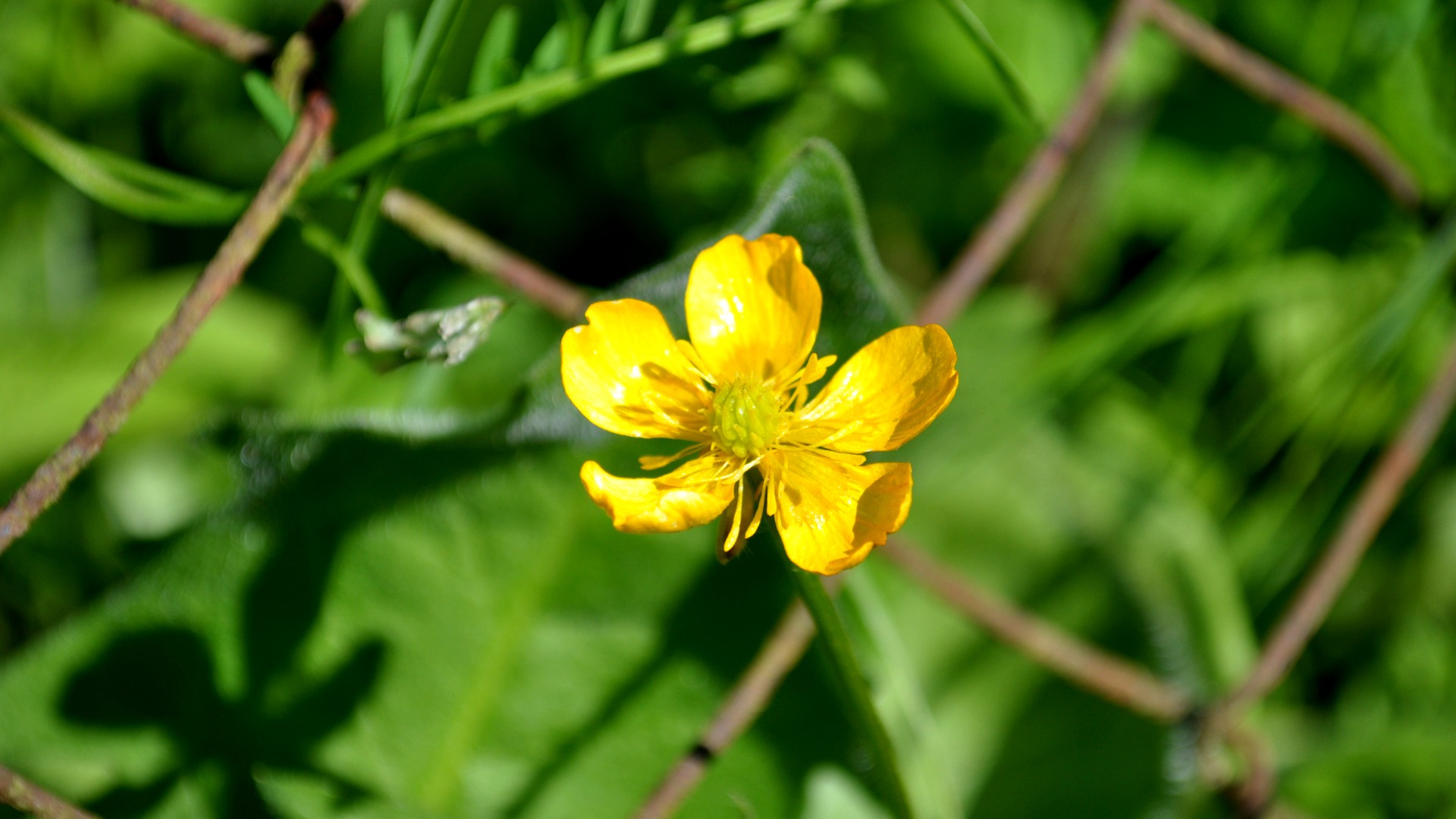 Wallpapers Nature Flowers 