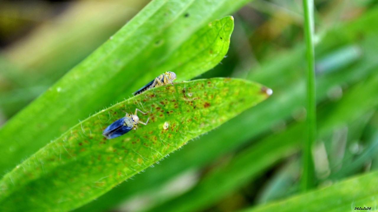 Fonds d'cran Animaux Insectes - Divers UN PETIT JEU DE CACHE CACHE ! ^^