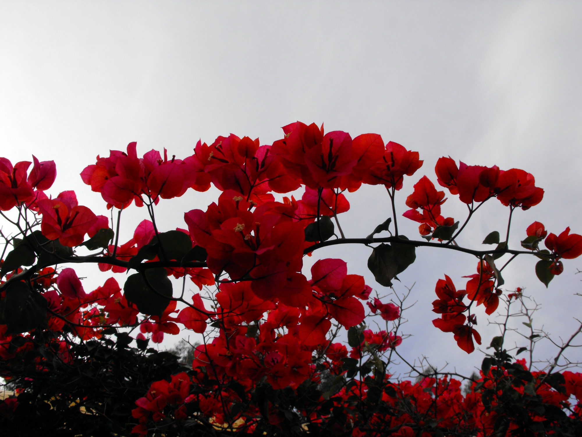 Fonds d'cran Nature Arbres - Forts fleur rouge et ciel