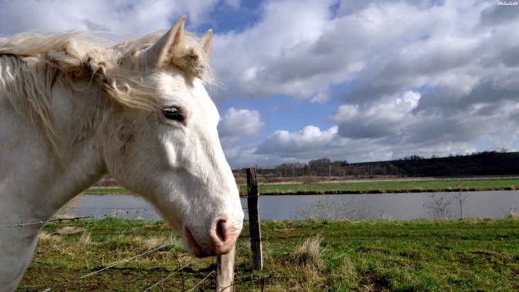 Fonds d'cran Animaux Chevaux Wallpaper N275914