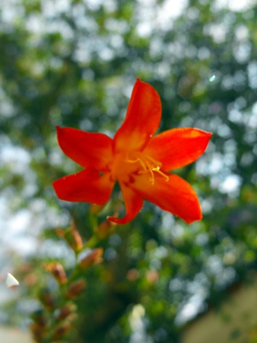 Fonds d'cran Nature Fleurs Fleur rouge 2