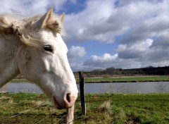 Fonds d'cran Animaux Image sans titre N275914