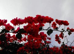 Fonds d'cran Nature fleur rouge et ciel