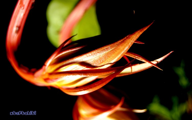 Fonds d'cran Nature Fleurs belles de nuits