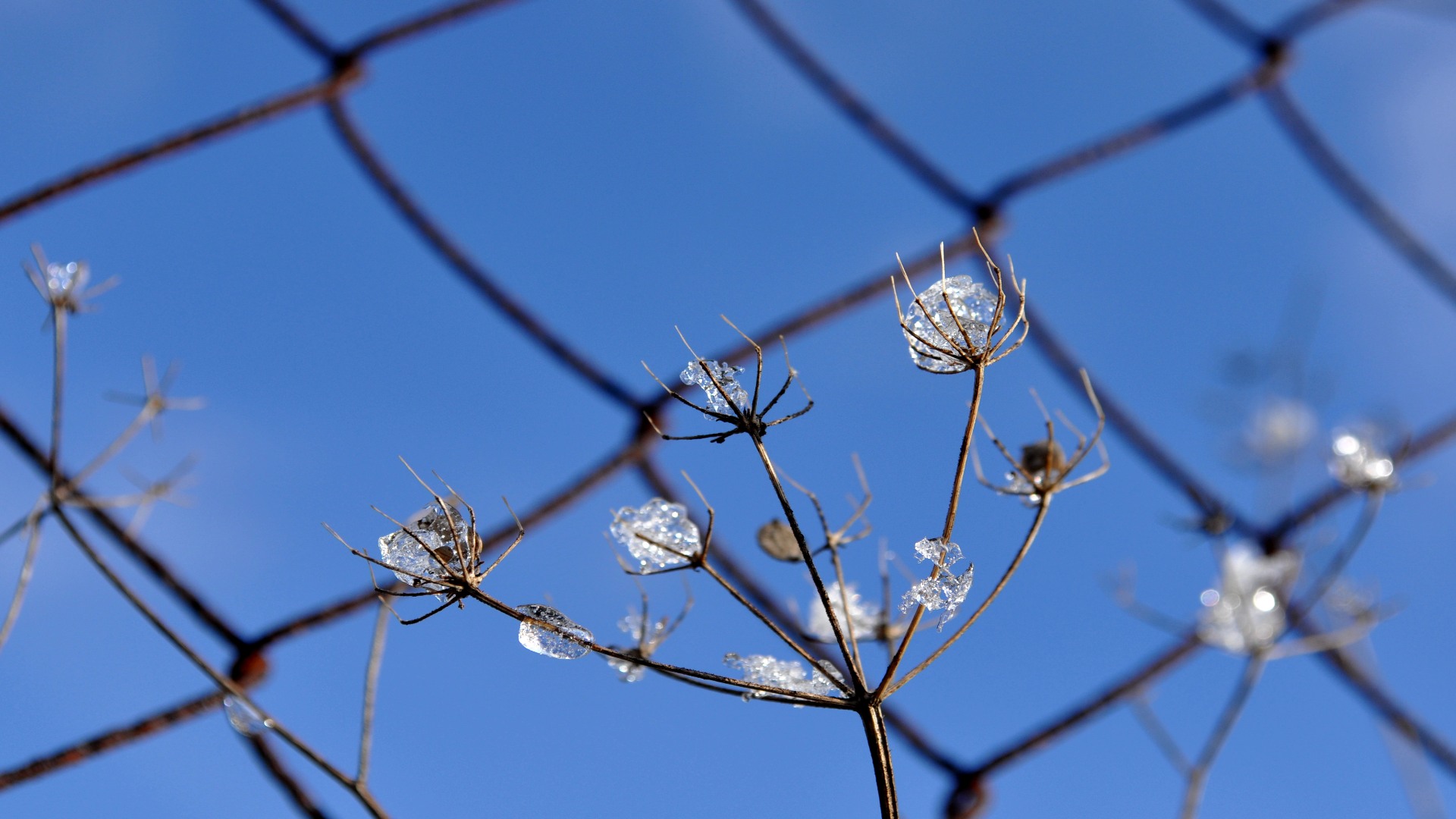 Fonds d'cran Nature Fleurs une lueur d'espoir ...