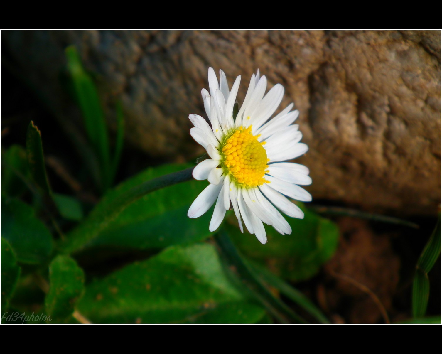 Fonds d'cran Nature Fleurs 