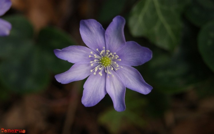 Fonds d'cran Nature Fleurs Fleurs